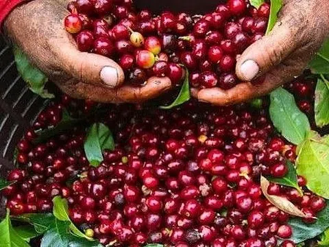 Giá cà phê hôm nay 4/3/2026: Tây Nguyên bật tăng mạnh, Robusta nhảy gần 4%