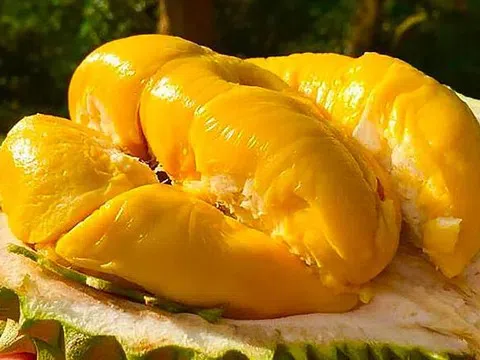 Giá sầu riêng hôm nay 6/3/2026: Sầu riêng Ri6 xuống giá nhẹ