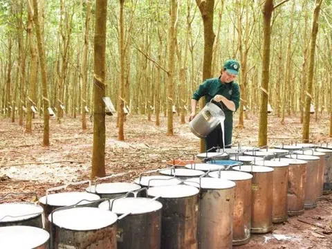 Giá cao su hôm nay 6/3/2026: Thị trường trong nước đi ngang, thế giới điều chỉnh nhẹ