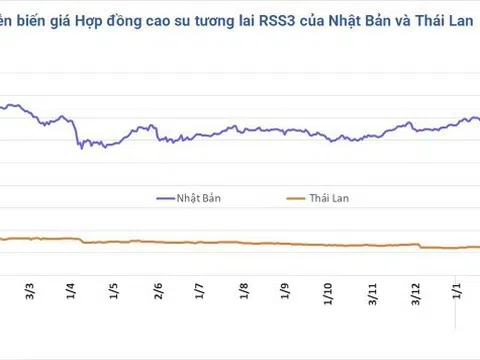 Giá cao su hôm nay 5/3/2026: Thị trường phân hóa do tác động dầu thô và cước vận tải