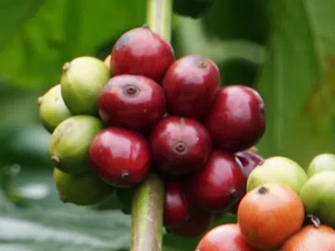 Giá cà phê hôm nay 7/3/2026: Bật tăng trên cả hai sàn