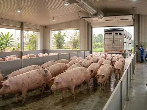 Giá heo hơi hôm nay 7/3/2026: Nhiều địa phương tiếp tục giảm