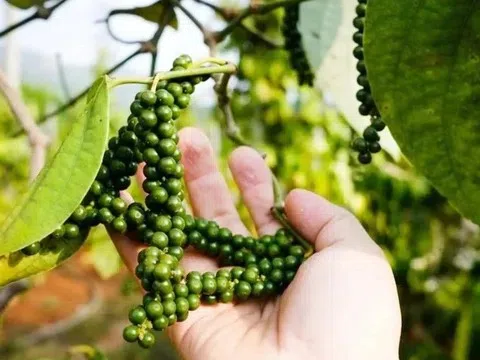 Giá tiêu hôm nay 7/3/2026: Bật tăng mạnh, có nơi chạm 146.000 đồng/kg