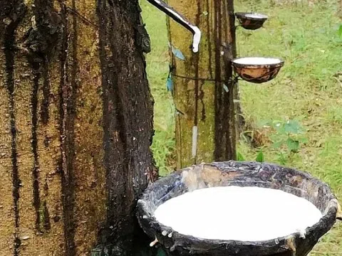 Giá cao su hôm nay 7/3/2026: Đà tăng chững lại