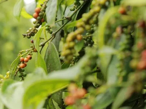 Giá tiêu hôm nay 8/3/2026: Mỹ và Trung Quốc tăng mạnh nhập khẩu hồ tiêu Việt Nam
