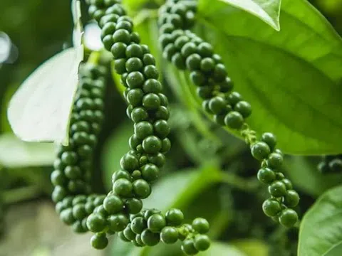 Giá tiêu hôm nay 9/3/2026: Duy trì đà tăng ở các địa phương