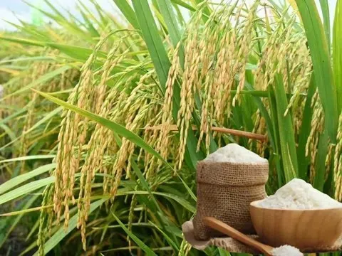 Giá lúa gạo hôm nay 9/3/2026: Thị trường đi ngang không có biến động lớn