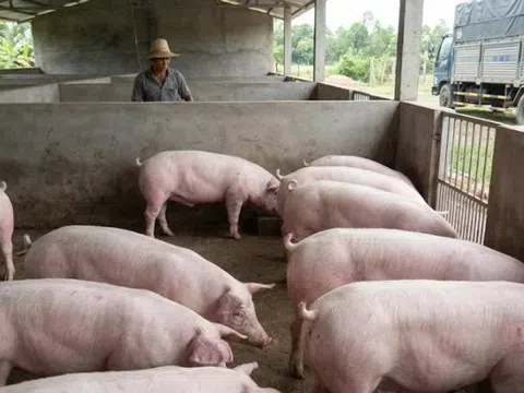 Giá heo hơi hôm nay 11/3/2026: Giá heo hơi trên cả nước dao động từ 60.000 - 68.000 đồng/kg