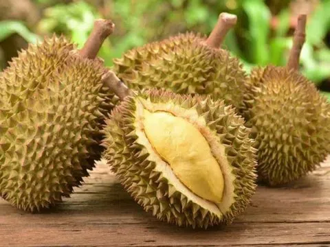 Giá sầu riêng hôm nay 11/3/2026: Sầu riêng Thái và sầu riêng Musang King tăng giá