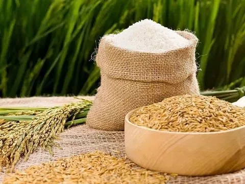 Giá lúa gạo hôm nay 13/3/2026: Thị trường ổn định, xuất khẩu tăng trưởng mạnh