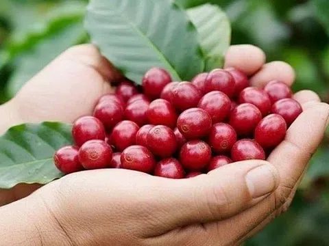 Giá cà phê hôm nay 12/3/2026: Giảm mạnh do áp lực về một vụ mùa bội thu tại Brazil