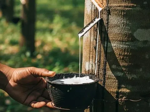 Giá cao su hôm nay 16/3/2026: Diễn biến trái chiều trên thị trường trong nước và quốc tế