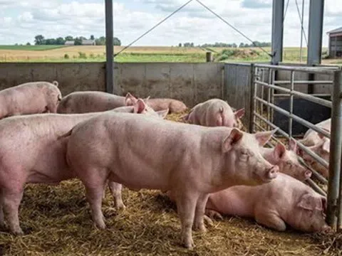 Giá heo hơi hôm nay 16/3: Thị trường ổn định, cao nhất 66.000 đồng/kg