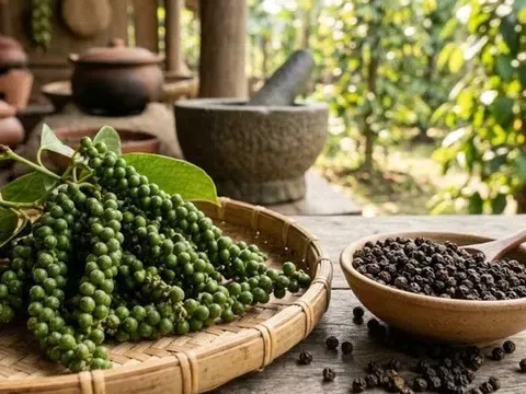 Giá tiêu hôm nay 16/3/2026: Cập nhật giá tiêu mới nhất trong nước, quốc tế