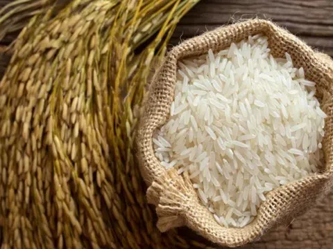 Giá lúa gạo hôm nay 16/3/2026: Thị trường ổn định, giao dịch chậm, triển vọng xuất khẩu cạnh tranh