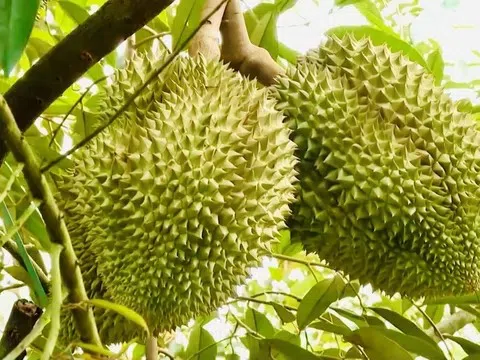 Giá sầu riêng hôm nay 19/3/2026 giảm nhẹ tại các vùng thu mua trọng điểm