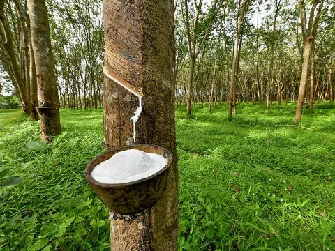 Giá cao su hôm nay 19/3/2026: Thị trường thế giới lao dốc, trong nước giữ ổn định