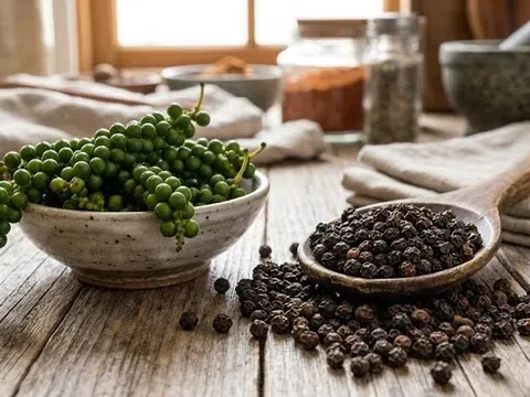 Giá tiêu hôm nay 23/3/2026: Duy trì ở mức thấp sau đợt giảm mạnh