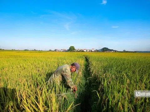 Bộ Công Thương ra chỉ thị thúc đẩy xuất khẩu gạo, ứng phó biến động thị trường