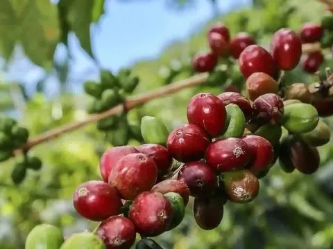 Giá cà phê trong nước hôm nay 25/3/2026: Quay đầu điều chỉnh sau chuỗi phiên đi ngang