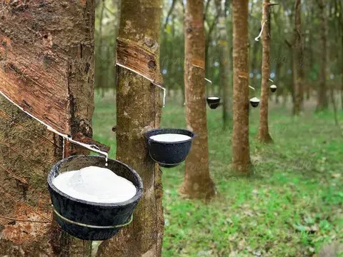 Giá cao su hôm nay 25/3/2026: Trong nước vững mức cao, thế giới trái chiều