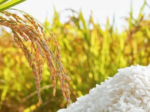 Giá lúa gạo hôm nay 26/3/2026: Lúa tươi giảm nhẹ, gạo đi ngang