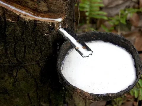 Giá cao su hôm nay 27/3/2026: Giá cao su thế giới tăng, trong nước ổn định