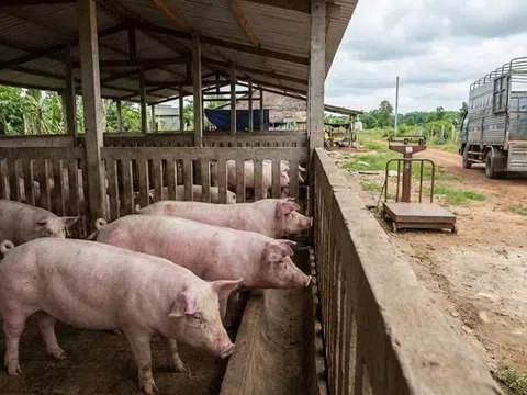 Giá heo hơi hôm nay 27/3: Miền Nam giữ đỉnh 69.000 đồng/kg