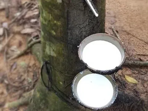 Giá cao su hôm nay 28/3/2026: Thị trường phân hóa, Nhật Bản tăng mạnh