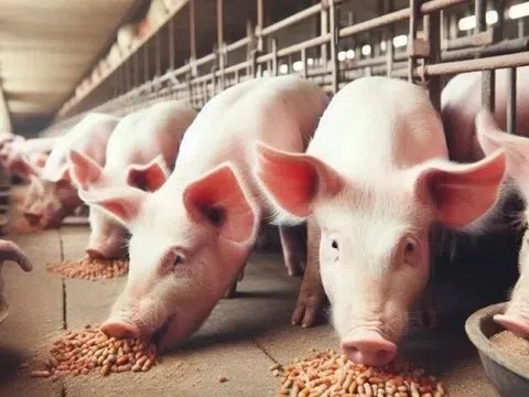Giá heo hơi hôm nay 28/3: Miền Bắc Và Miền Trung tiếp đà giảm