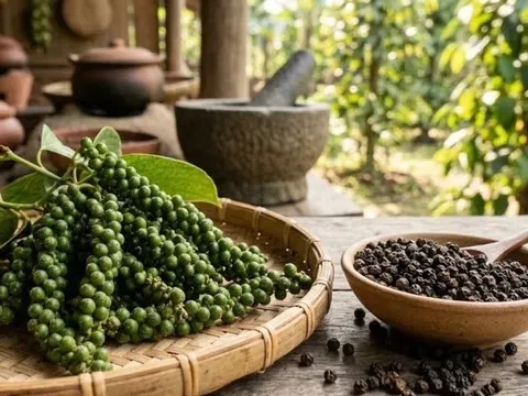 Giá tiêu hôm nay 29/3/2026: Nhiều địa phương vượt mốc 140.000 đồng/kg