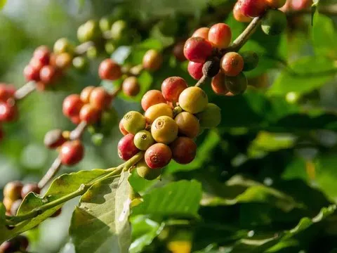 Giá cà phê hôm nay 30/3/2026: Thị trường tiếp tục điều chỉnh