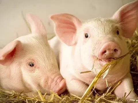 Giá heo hơi hôm nay 29/3/2026: Dao động trong khoảng 62.000 - 69.000 đồng/kg.