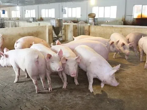 Giá heo hơi hôm nay 30/3: Miền Bắc, Miền Trung tiếp đà giảm