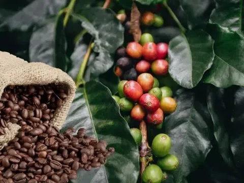 Giá cà phê hôm nay 1/4/2026: Thị trường lao dốc, xu hướng điều chỉnh