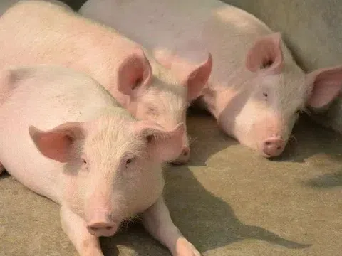 Giá heo hơi hôm nay 1/4: Tăng giảm trái chiều giữa các miền