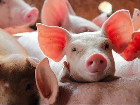 Giá heo hơi hôm nay 2/4: Tăng giảm trái chiều giữa các miền