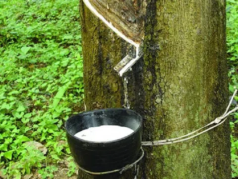 Giá cao su hôm nay 2/4/2026: Biến động trái chiều trên thị trường quốc tế