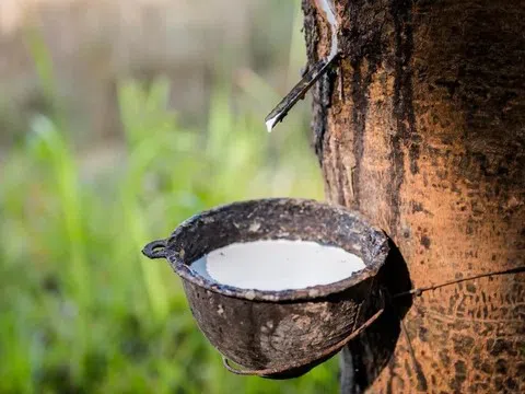 Giá cao su hôm nay 3/4/2026: Cập nhật giá cao su trong nước và quốc tế