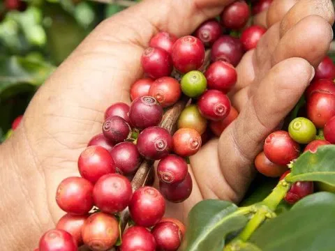 Giá cà phê hôm nay 5/4/2026: Cập nhật giá cà phê trong nước, thế giới