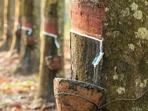 Giá cao su hôm nay 5/4/2026: Cập nhật giá cao su trong nước và quốc tế