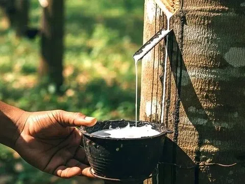 Giá cao su hôm nay 6/4/2026: Cập nhật giá cao su trong nước và quốc tế