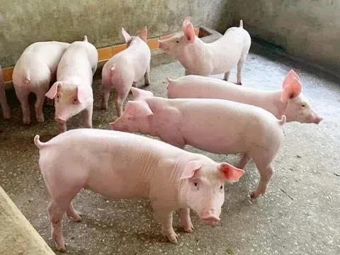 Giá heo hơi hôm nay 6/4: Phục hồi cục bộ tại miền Bắc