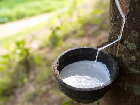 Giá cao su hôm nay 7/4/2026: Cập nhật giá cao su trong nước và quốc tế