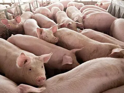 Giá heo hơi hôm nay 7/4: Tiếp tục tăng nhẹ tại Miền Nam