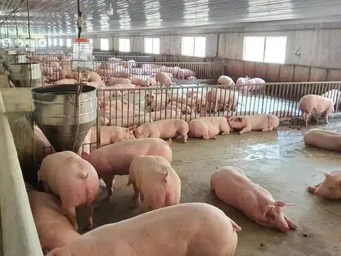 Giá heo hơi hôm nay 8/4: Phục hồi tại Miền Nam, Miền Trung