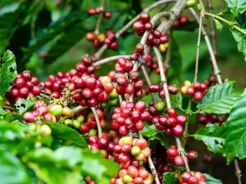 Giá cà phê hôm nay 9/4/2026: Lao dốc mạnh