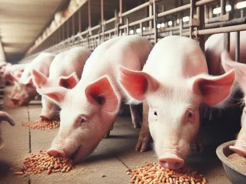 Giá heo hơi hôm nay 10/4: Ổn định tại cả ba miền