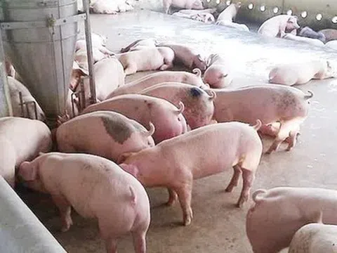 Giá heo hơi hôm nay 12/4: Biến động trái chiều ba miền