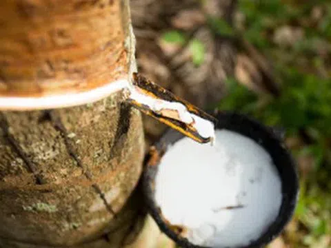 Giá cao su hôm nay 13/4/2026: Thị trường quốc tế giảm nhẹ đầu tuần